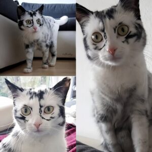 Simba’s Journey: From Overlooked Shelter Kitten to Beloved Companion