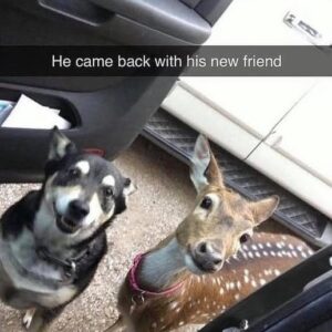 Dog’s Wander Leads to Heartwarming Deer Friendship