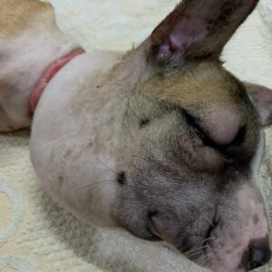 Apple’s Brave Recovery: A Stray Dog’s Fight for Life