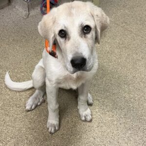 Pup’s Rescue from Highway Overpass Heartbreak