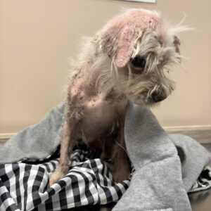 Tiny Dog’s Brave Battle Against Anemia Stuns Vets