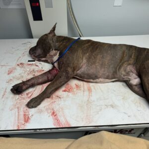 Pitbull Survives Brutal Conditions in Abandoned Yard