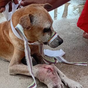 Why Your Dog’s Secret Signals Prove You’re Their VIP