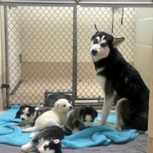 A Mother Dog’s Fight for Her Puppies’ Future