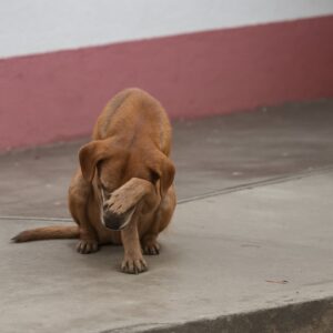 Marroncito’s Redemption: From Abandoned Gate to Loving Home