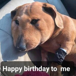 Unforgettable Birthday of a Brave Injured Dog