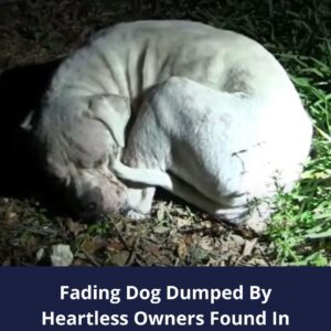 Abandoned Dog’s Miraculous Rescue in Florida Everglades Stuns All