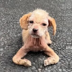 Ayla’s Stunning Revival: From Ruin to Radiance