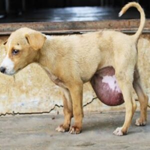 Puppy’s Miraculous Escape from a Life-Threatening Hernia