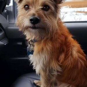 From Roadside Rescue to Loyal Co-Pilot: A Dog’s Life-Changing Journey