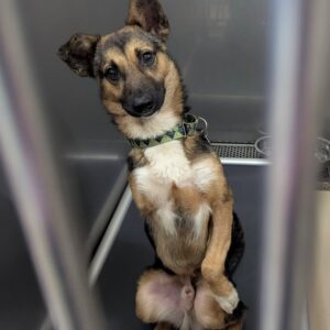 Bobby’s Miracle Comeback: From Stray to Beloved Companion