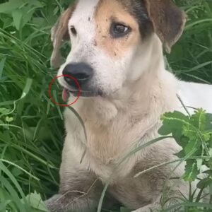 Old Dog’s Heartfelt Roadside Resc