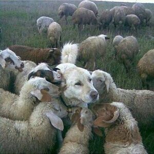 Shepherd Dog Becomes a Guardian to Orphaned Lambs