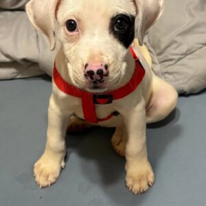 Abandoned Puppy Of Journey from Dumpster to Family