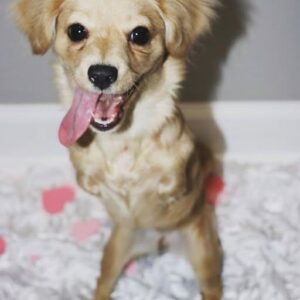 One-Legged Dog’s Inspiring Birthday Story