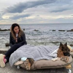 Aging Dog’s Heartwarming Beach Ritual Melts Hearts