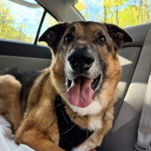Senior Dog Finds Forever Home After Months of Waiting