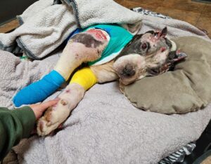 Detroit Dog’s Final Fight Moves Thousands