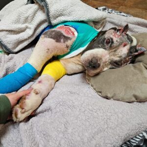 Detroit Dog’s Final Fight Moves Thousands