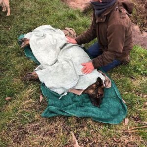 Loyal Police Dog’s Heartfelt Tale Beyond the Badge