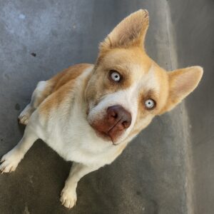 Dog’s Last-Minute Rescue from Euthanasia Shocks Los Angeles