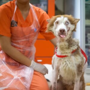 Abandoned Thai Puppy’s Heartbreaking Struggle Shocks the World