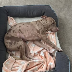 Rescue Dog Sparks New Joy Afetr Losing dog of 12.5 years