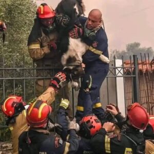 Firefighters’ Daring Rescue Saves Tiny Life in LA Wildfires