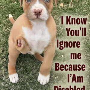 This Disabled Puppy’s Heartbreaking Message Will Leave You Speechless