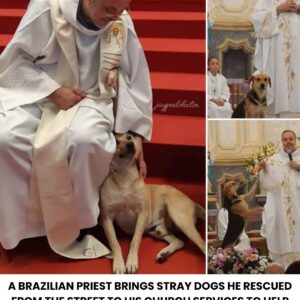 Priest’s Heartwarming Mission Rescues Stray Dogs