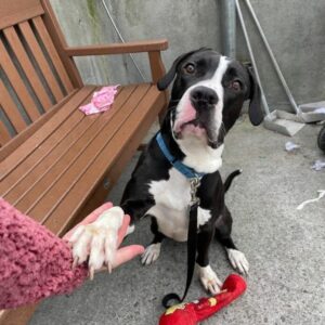 Lonely Pup’s Heartwarming Journey to Joy