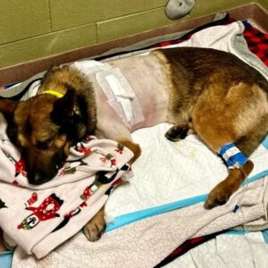K-9 Micky’s Brave Battle: Injured Hero on the Mend