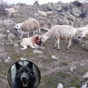 Hero Dog’s Bond with Sheep Goes Viral