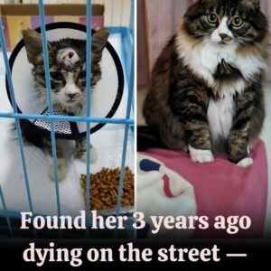Stray Cat’s Fight for Life After Brutal Attack