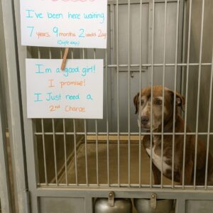 Senior Dog Waitting Adopt in 7 years