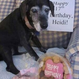 Heidi’s 17th Birthday: A Dog’s Timeless Tale of Love and Joy