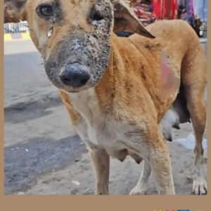 Resilient Dog’s Birthday Triumph Captivates Hearts Worldwide