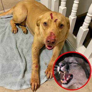 Heroic Dog Saves Elderly Woman from Mountain Lion Attack in Fort Collins