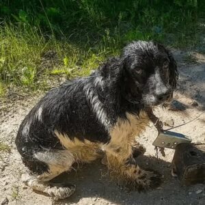 Dog’s Miraculous Escape from Drowning Turns Tragedy to Triumph