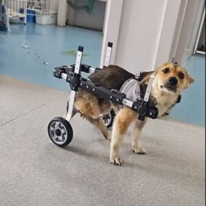 Abandoned Dog’s Wheelchair Miracle Will Leave You Speechless