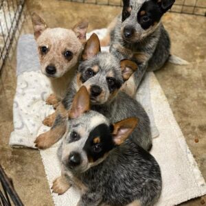 Abandoned Pups Defy “Cursed” Label with Heartwarming Spirit