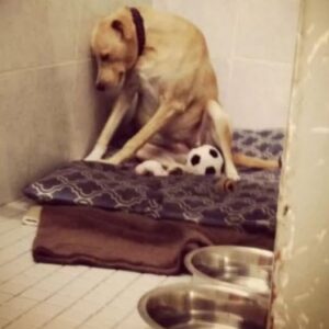 Dog’s Viral Photo Sparks Hope for a Forever Home