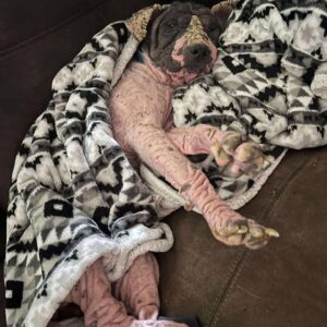Rescued Hoarding Pups’ First Taste of Comfort Will Warm Your Heart