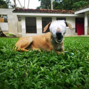 Blind Dog’s Incredible Journey from Tragedy