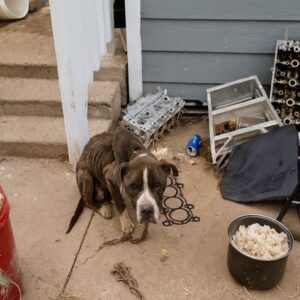 Chevelle’s Miraculous Fight: Abandoned Dog Defies Death Against All Odds