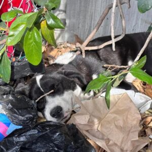 Rescued Pup’s Tearful Plight in Bushes Stuns Southern California