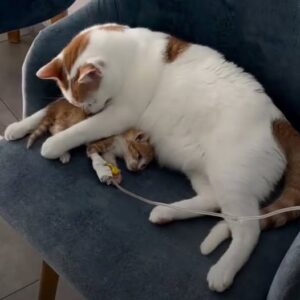 From Dying Street Kitten to Clinic Hero: Rico’s Unbelievable Transformation