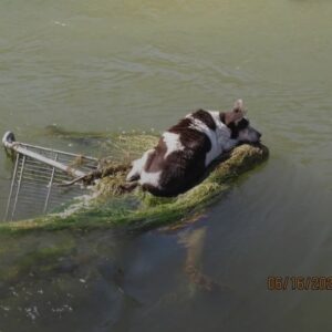 Tiny Chihuahua’s Terrifying Canal Rescue Will Amaze You