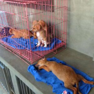 Tragic Tale of a Puppy Lost on a Cruel Road