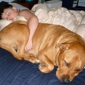 Giant Dog Steals Hearts and Finds a Forever Home